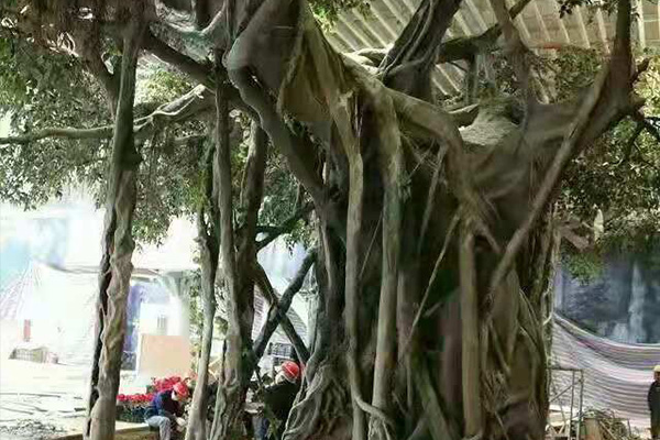 塑树系列